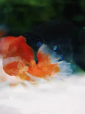 Projector Quality Test 2025: Find the Best Projector for Stunning Visuals - Cover Image