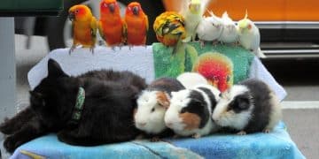 The Ultimate Gift Guide for Pet Lovers: Treats, Toys & More - Cover Image