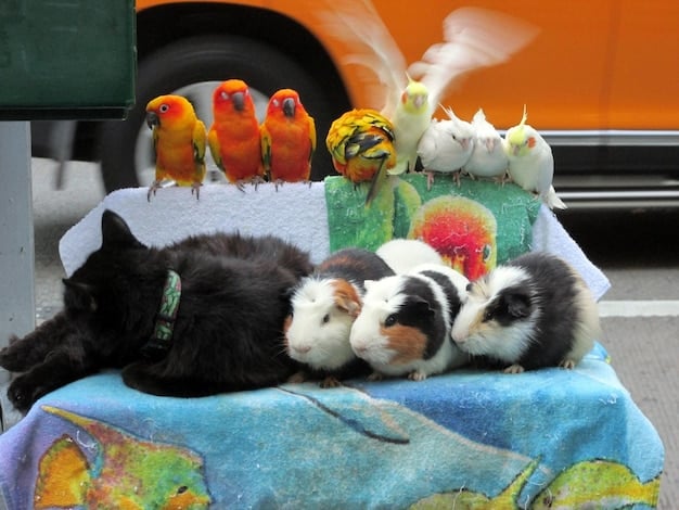 The Ultimate Gift Guide for Pet Lovers: Treats, Toys & More