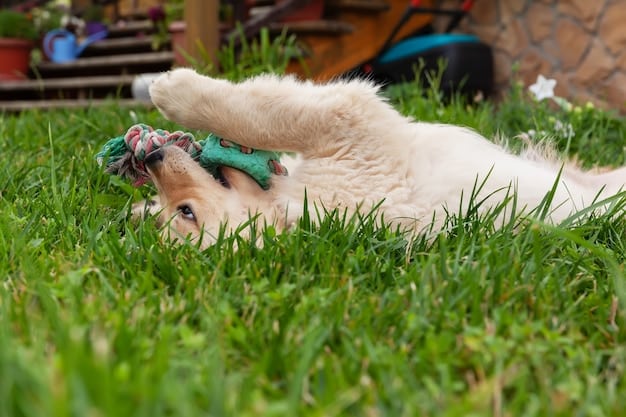 A playful scene of a Golden Retriever joyfully playing with a brightly colored, durable chew toy in a sunny park. The background shows the dog owner smiling and interacting with the dog, capturing the fun and engaging experience of playtime.